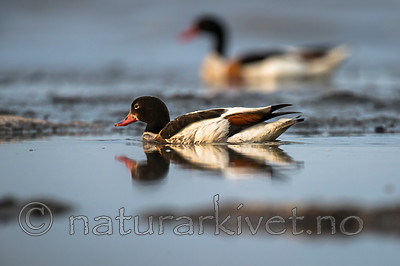 BB 15 0523 / Tadorna tadorna / Gravand